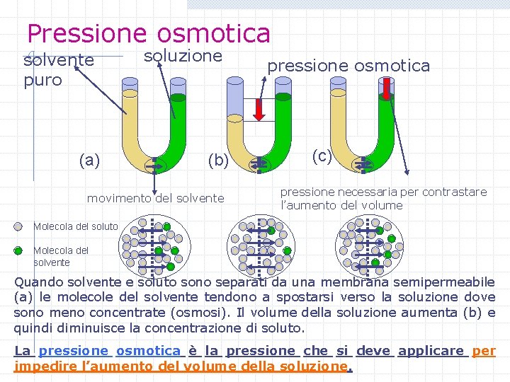 Pressione osmotica solvente puro (a) soluzione (b) movimento del solvente pressione osmotica (c) pressione