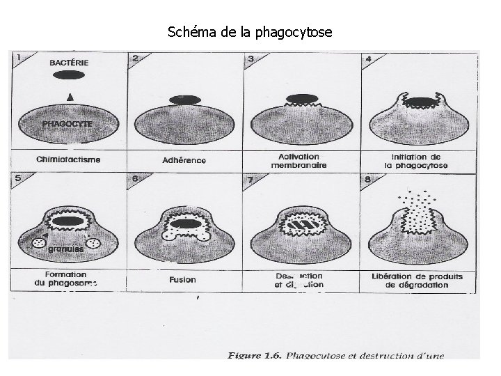 Schéma de la phagocytose 