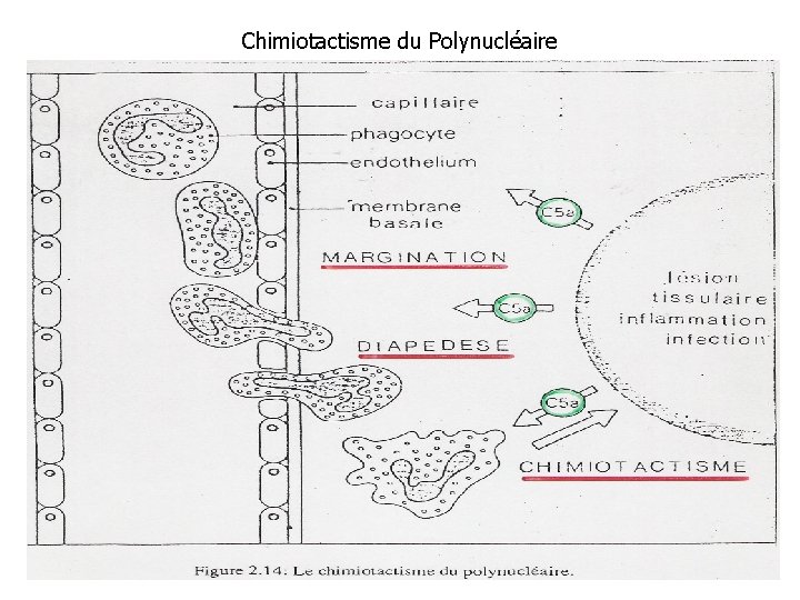 Chimiotactisme du Polynucléaire 