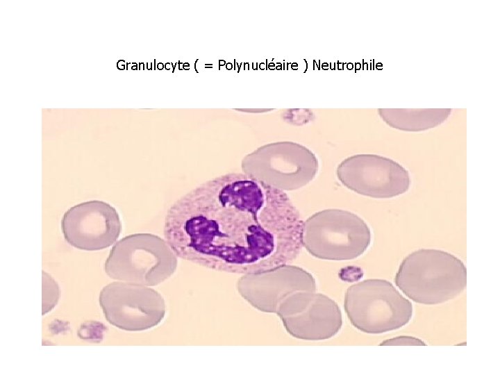 Granulocyte ( = Polynucléaire ) Neutrophile 
