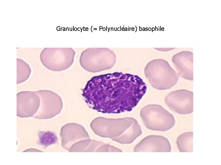 Granulocyte (= Polynucléaire) basophile 