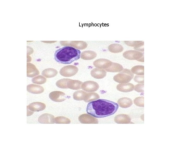 Lymphocytes 