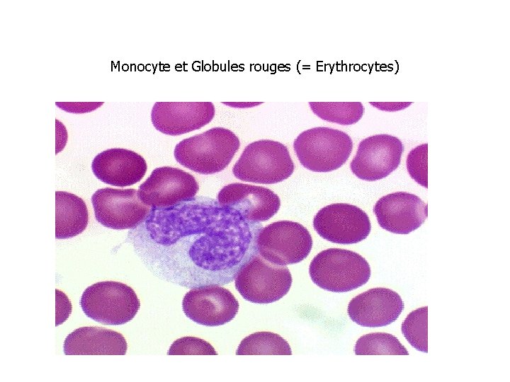 Monocyte et Globules rouges (= Erythrocytes) 