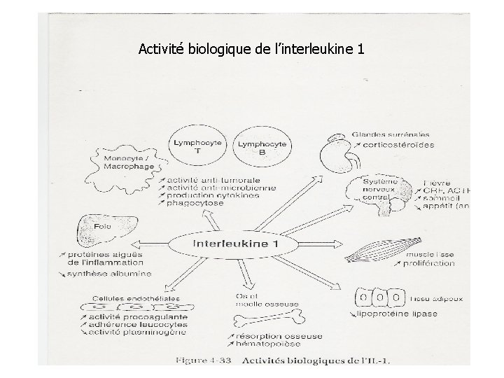 Activité biologique de l’interleukine 1 