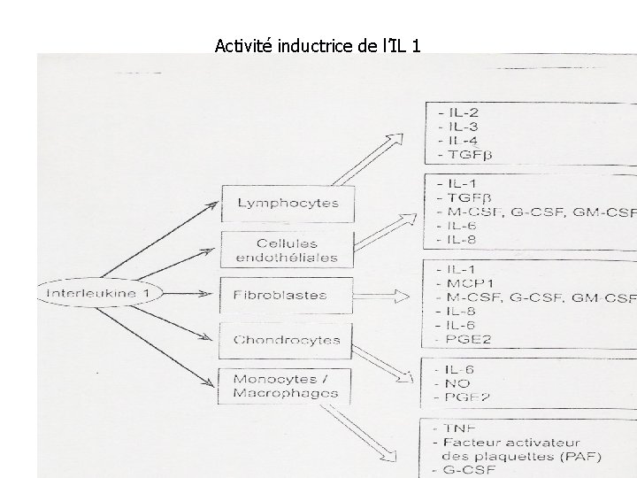 Activité inductrice de l’IL 1 