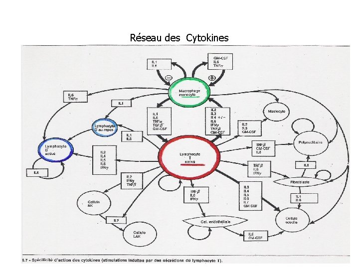 Réseau des Cytokines 