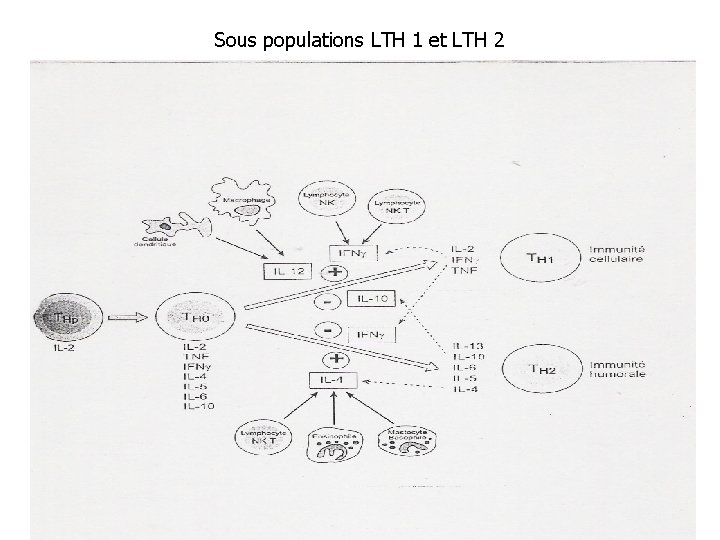 Sous populations LTH 1 et LTH 2 