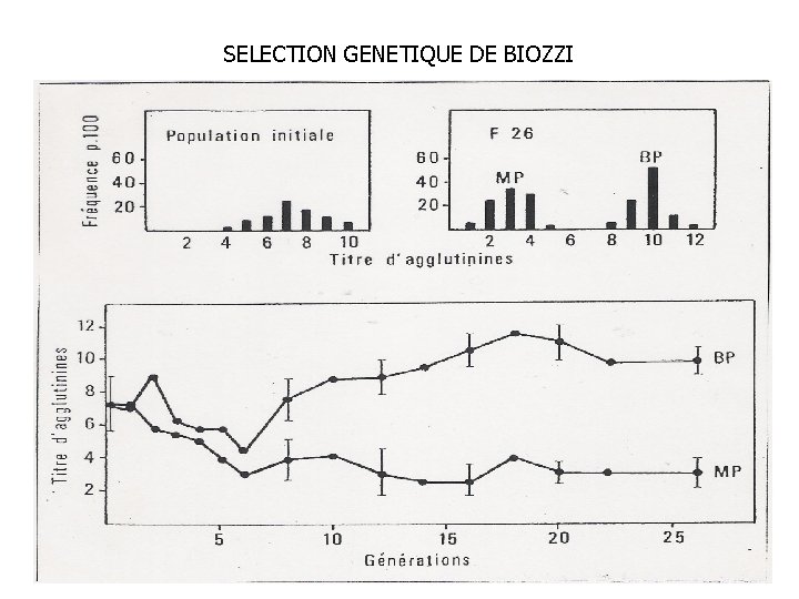 SELECTION GENETIQUE DE BIOZZI 