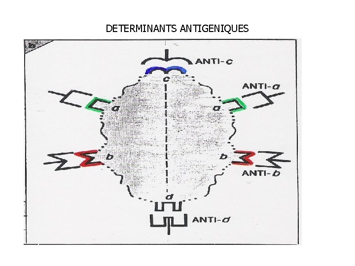 DETERMINANTS ANTIGENIQUES 