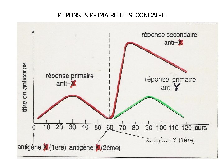 REPONSES PRIMAIRE ET SECONDAIRE 