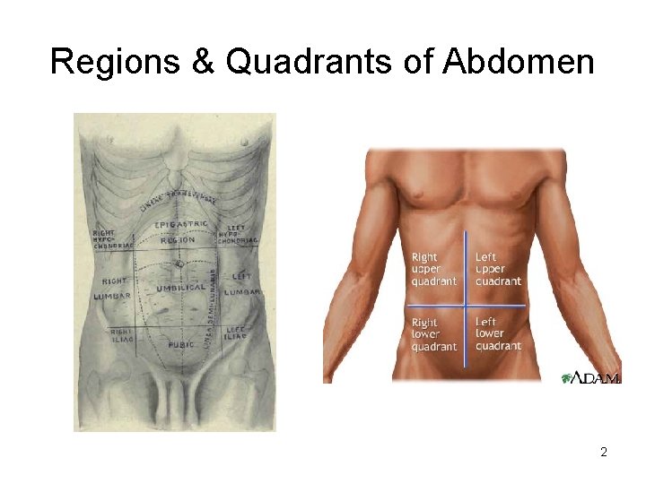 Regions & Quadrants of Abdomen 2 