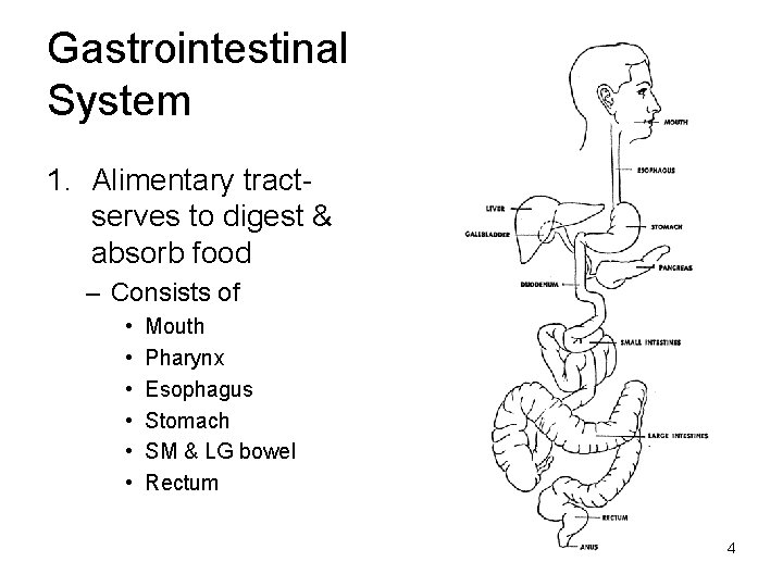 Gastrointestinal System 1. Alimentary tractserves to digest & absorb food – Consists of •