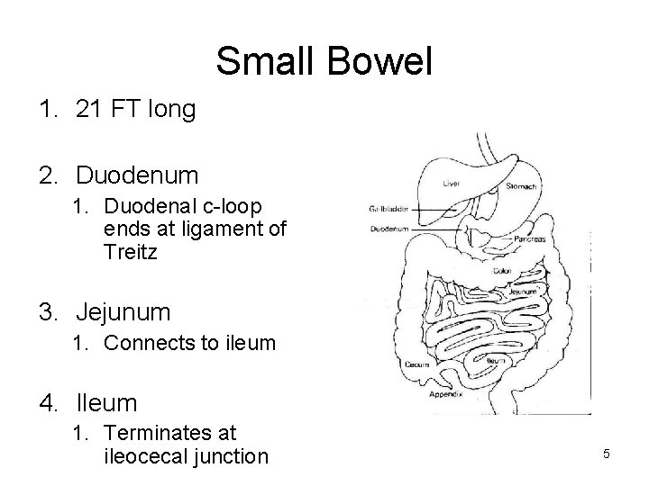 Small Bowel 1. 21 FT long 2. Duodenum 1. Duodenal c-loop ends at ligament