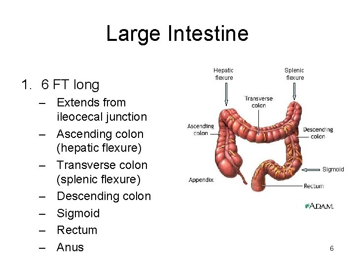 Large Intestine 1. 6 FT long – Extends from ileocecal junction – Ascending colon
