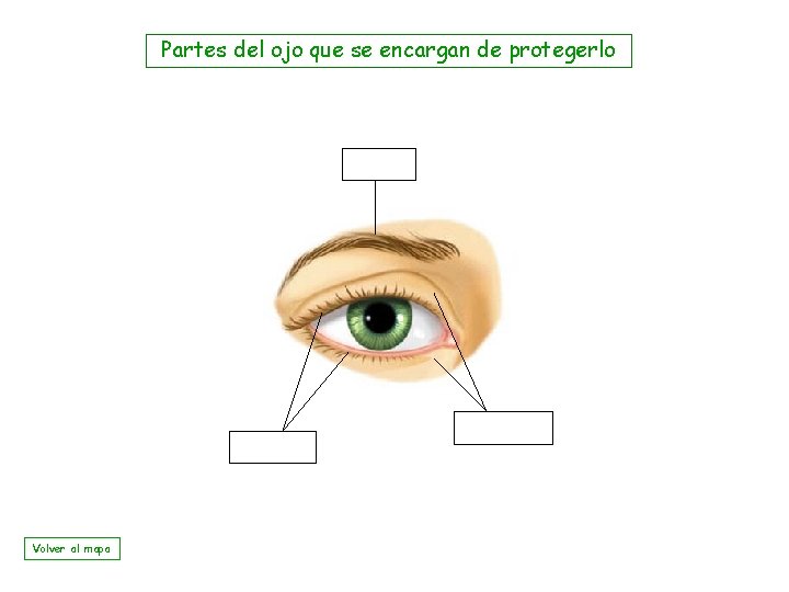 Partes del ojo que se encargan de protegerlo Volver al mapa 