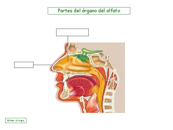 Partes del órgano del olfato Volver al mapa 