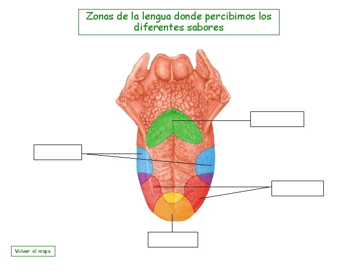 Zonas de la lengua donde percibimos los diferentes sabores Volver al mapa 