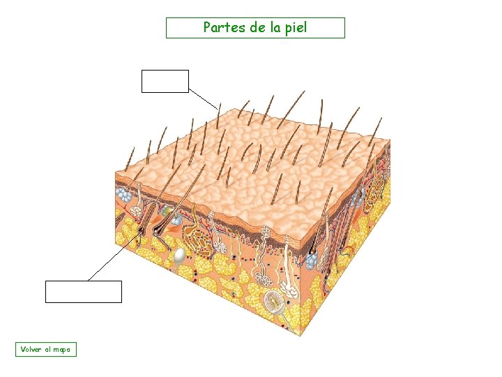 Partes de la piel Volver al mapa 