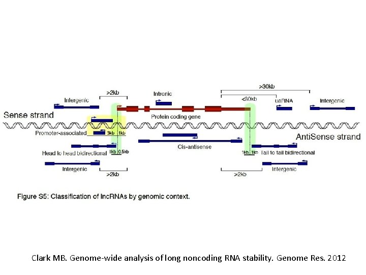 Clark MB. Genome-wide analysis of long noncoding RNA stability. Genome Res. 2012 