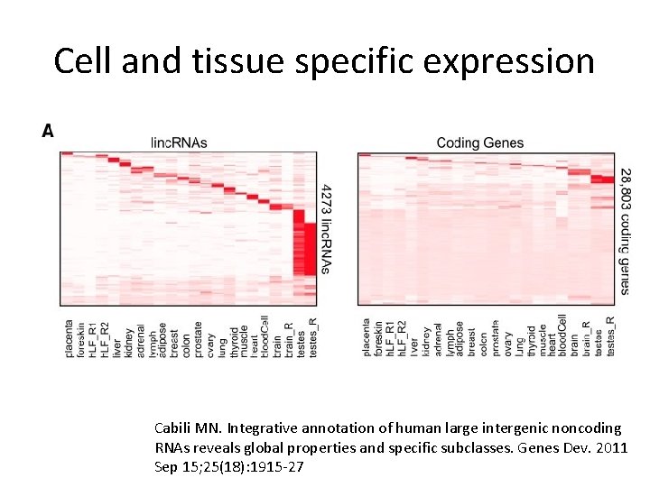 Cell and tissue specific expression Cabili MN. Integrative annotation of human large intergenic noncoding