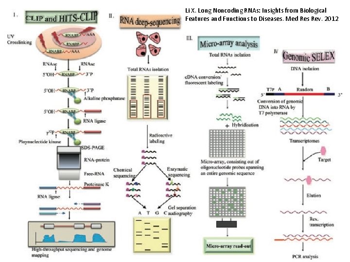 Li X. Long Noncoding RNAs: Insights from Biological Features and Functions to Diseases. Med