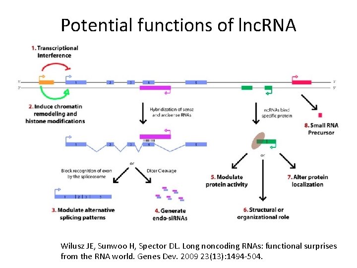 Potential functions of lnc. RNA Wilusz JE, Sunwoo H, Spector DL. Long noncoding RNAs: