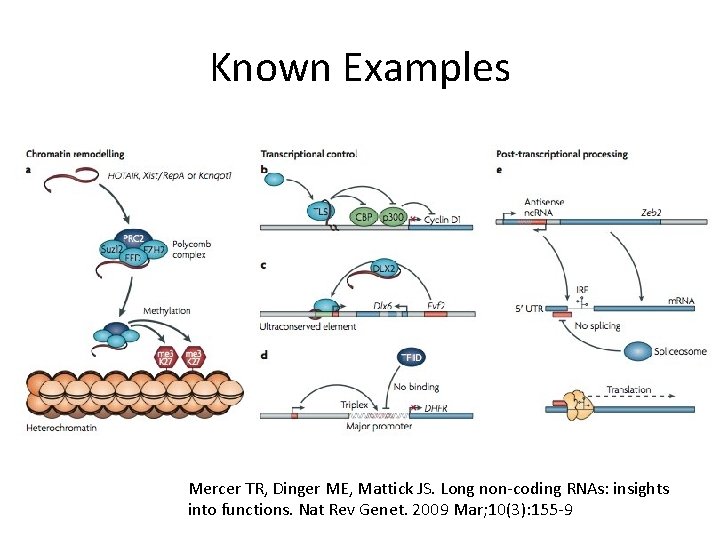 Known Examples Mercer TR, Dinger ME, Mattick JS. Long non-coding RNAs: insights into functions.