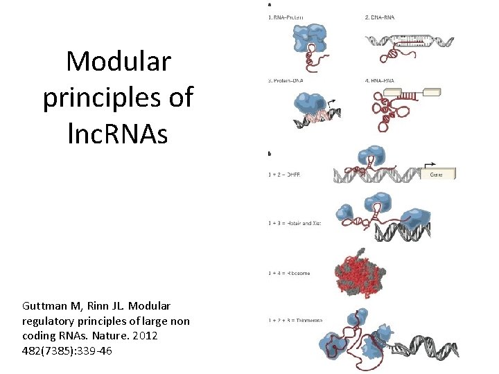 Modular principles of lnc. RNAs Guttman M, Rinn JL. Modular regulatory principles of large