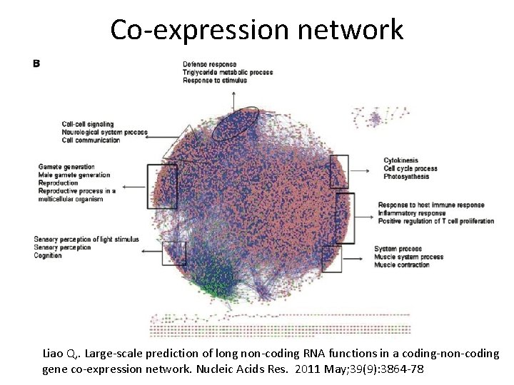 Co-expression network Liao Q, . Large-scale prediction of long non-coding RNA functions in a