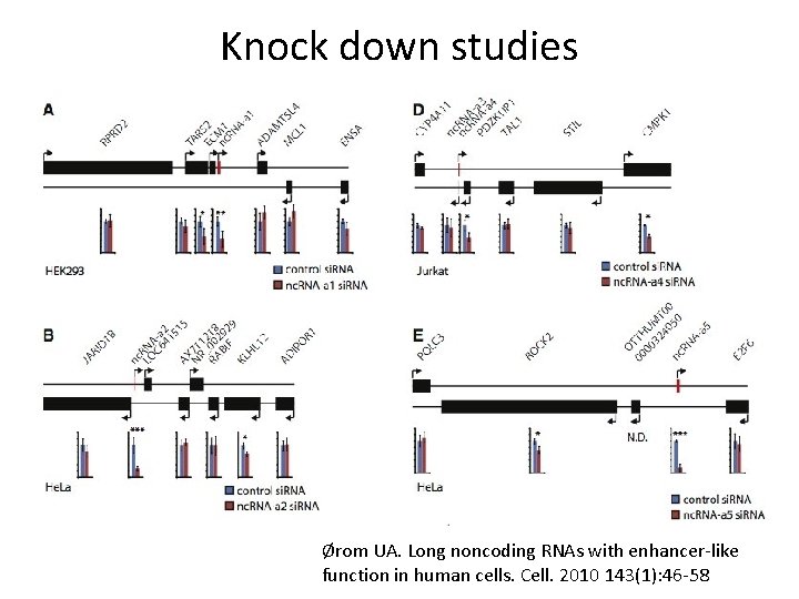 Knock down studies Ørom UA. Long noncoding RNAs with enhancer-like function in human cells.