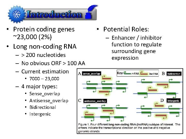  • Protein coding genes ~23, 000 (2%) • Long non-coding RNA – >