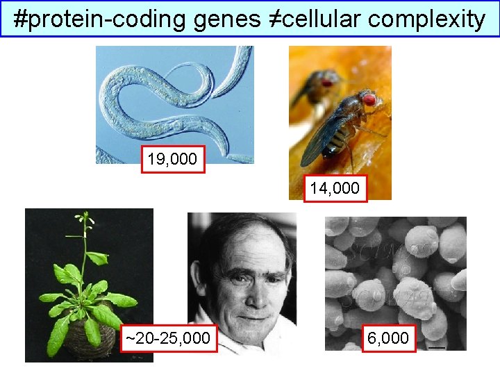 #protein-coding genes ≠cellular complexity 19, 000 14, 000 ~20 -25, 000 6, 000 