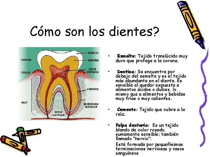 Cómo son los dientes? • Esmalte: Tejido translúcido muy duro que protege a la