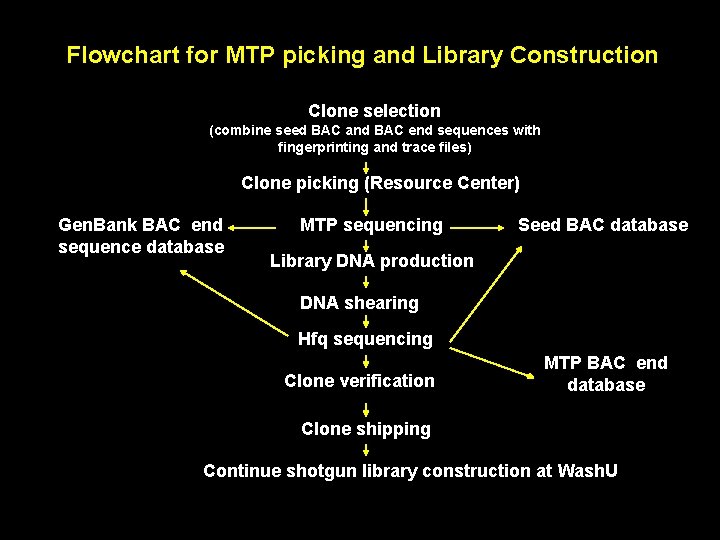 Flowchart for MTP picking and Library Construction Clone selection (combine seed BAC and BAC