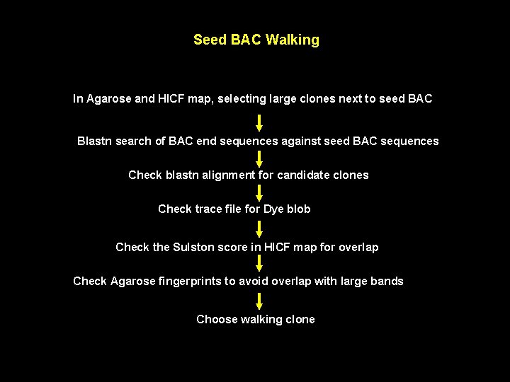 Seed BAC Walking In Agarose and HICF map, selecting large clones next to seed