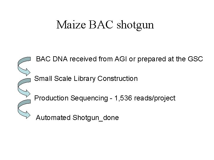 Maize BAC shotgun BAC DNA received from AGI or prepared at the GSC Small