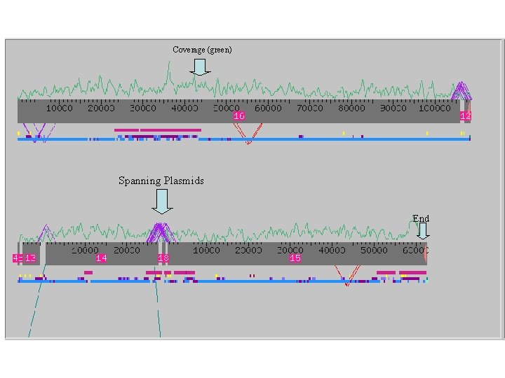 Coverage (green) Spanning Plasmids End 