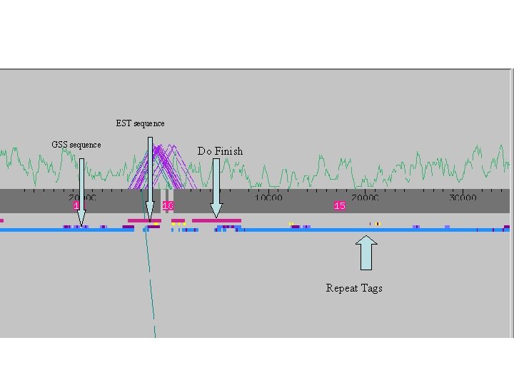 EST sequence GSS sequence Do Finish Repeat Tags 
