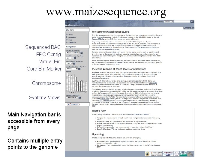 www. maizesequence. org Sequenced BAC FPC Contig Virtual Bin Core Bin Marker Chromosome Synteny