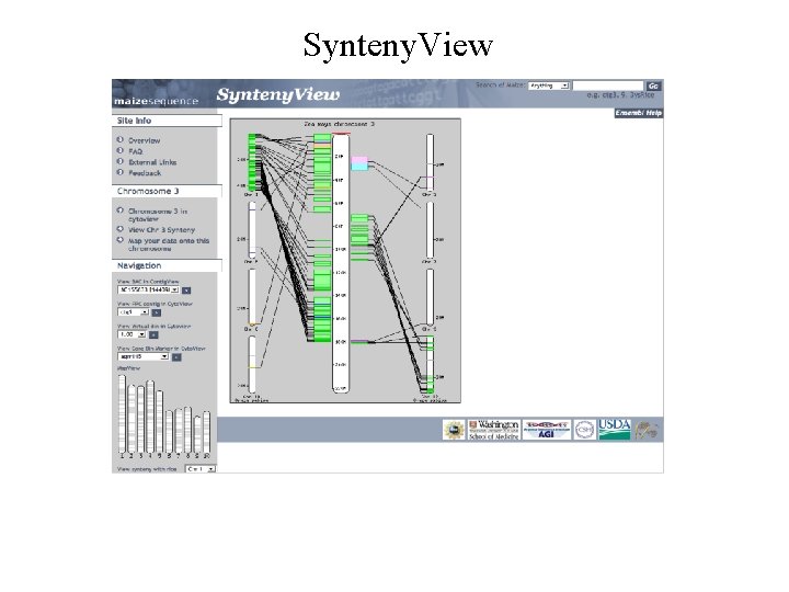 Synteny. View 