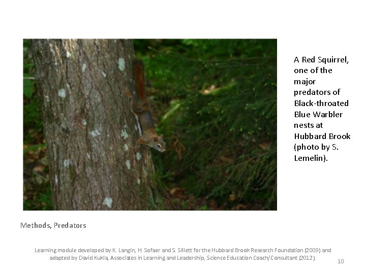 A Red Squirrel, one of the major predators of Black-throated Blue Warbler nests at