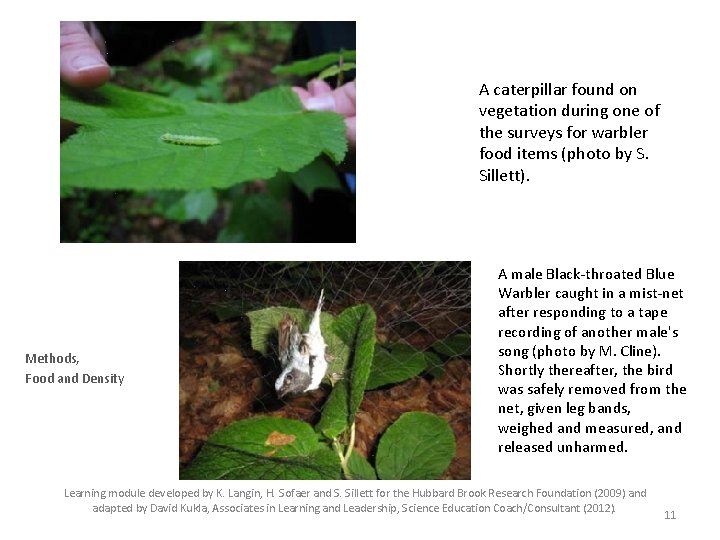A caterpillar found on vegetation during one of the surveys for warbler food items