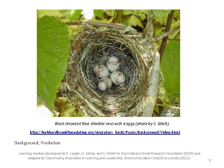 Black-throated Blue Warbler nest with 4 eggs (photo by S. Sillett). http: //hubbardbrookfoundation. org/migratory_birds/Pages/Background/Video.