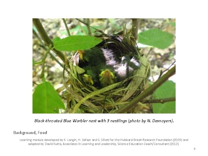 Black-throated Blue Warbler nest with 3 nestlings (photo by N. Desnoyers). Background, Food Learning