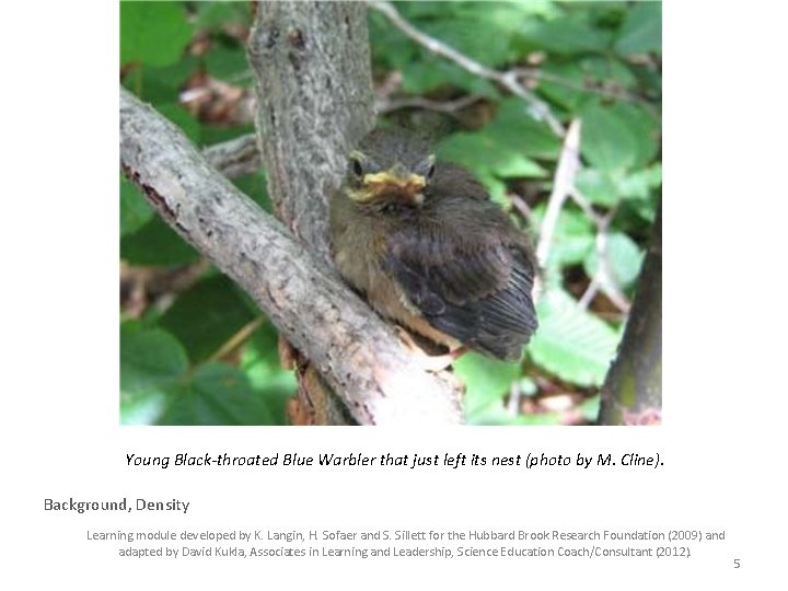 Young Black-throated Blue Warbler that just left its nest (photo by M. Cline). Background,