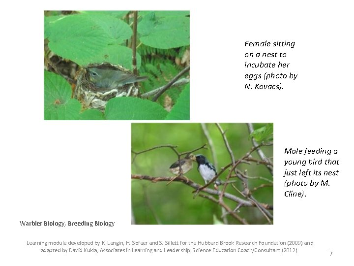 Female sitting on a nest to incubate her eggs (photo by N. Kovacs). Male