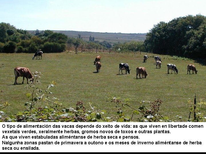 O tipo de alimentación das vacas depende do xeito de vida: as que viven