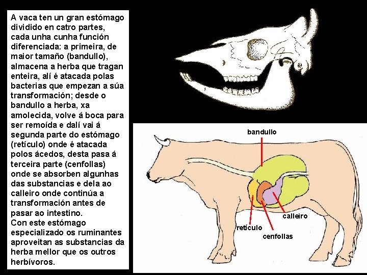 A vaca ten un gran estómago dividido en catro partes, cada unha cunha función