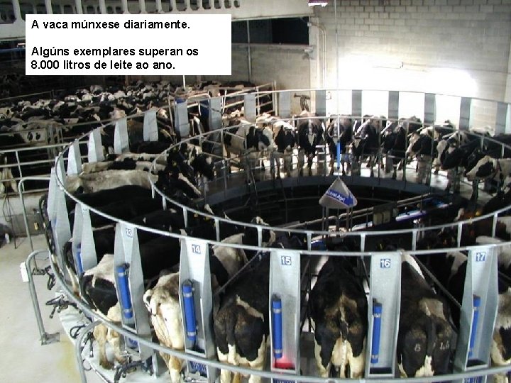 A vaca múnxese diariamente. Algúns exemplares superan os 8. 000 litros de leite ao