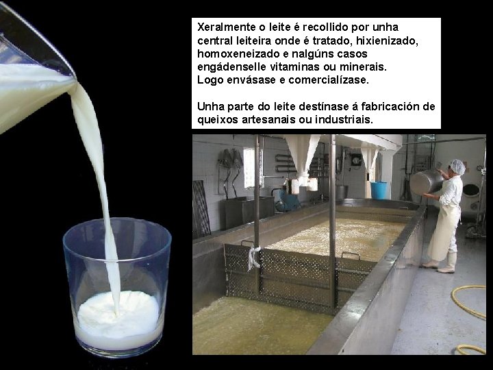 Xeralmente o leite é recollido por unha central leiteira onde é tratado, hixienizado, homoxeneizado